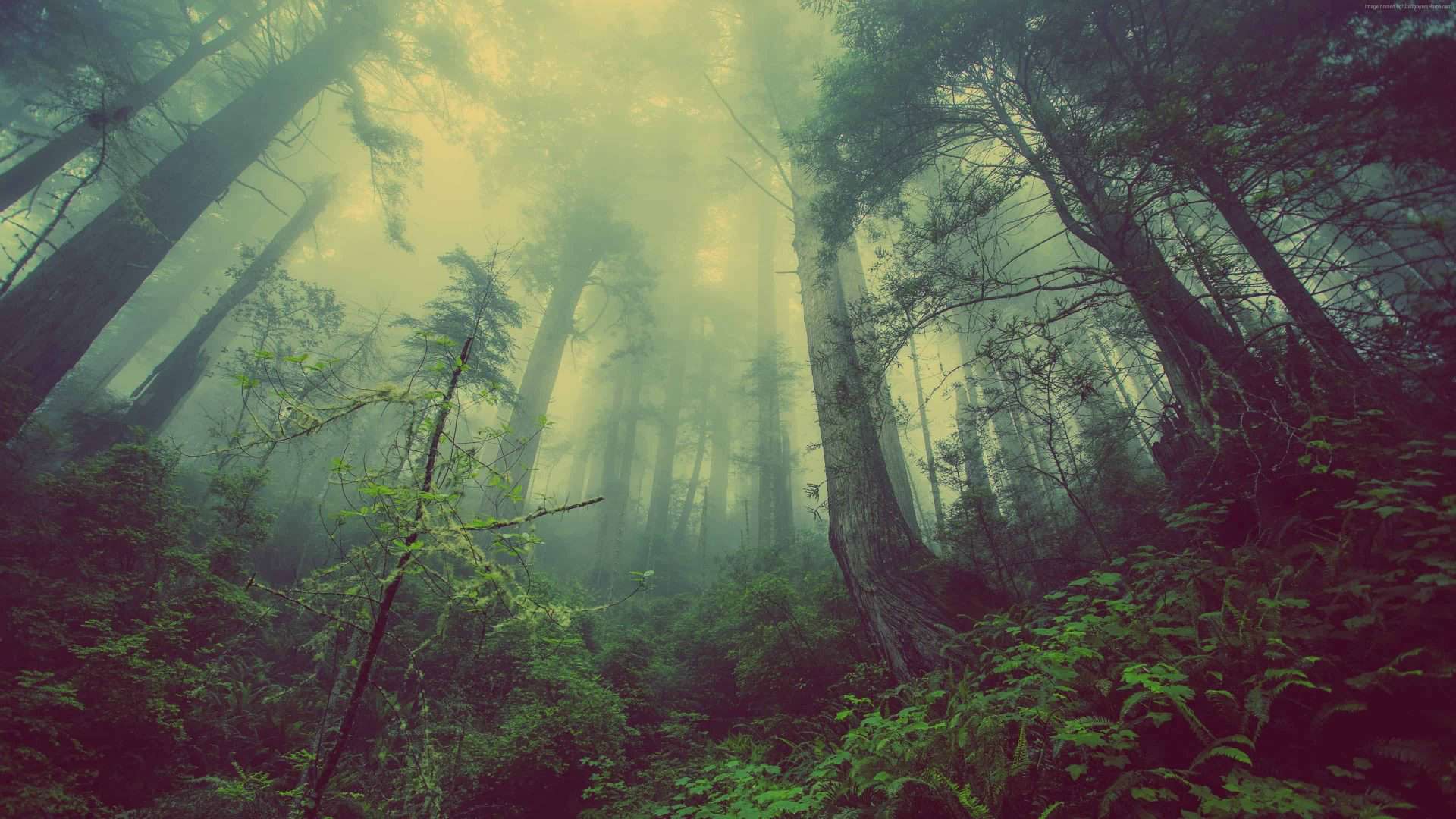 forest 3840x2160 4k 5k wallpaper green fog threes 8160